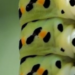 _04B6649 Chenille du Machaon